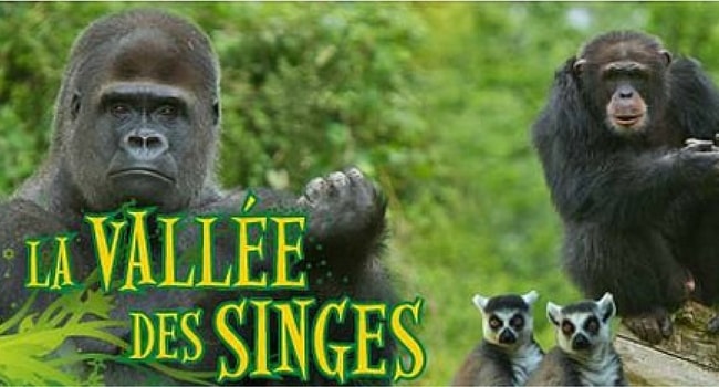 La vallee des singes