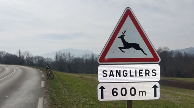 panneau routier rigolo sanglier