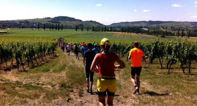 La-Route-des-Vins-d-Alsace-en-camping-car-Marathon-vignoble