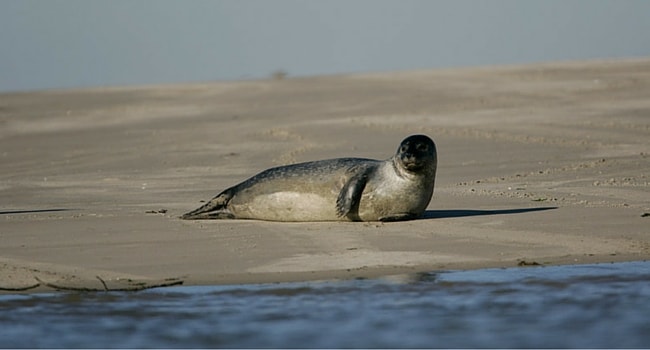 Pointe-hourdel-baie-de-somme