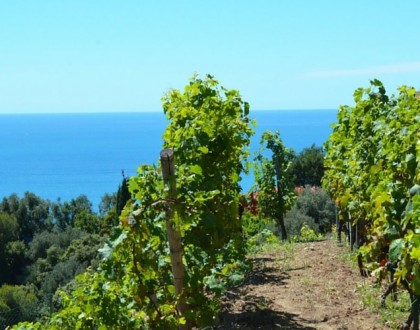 La route des vins de Provence en camping-car