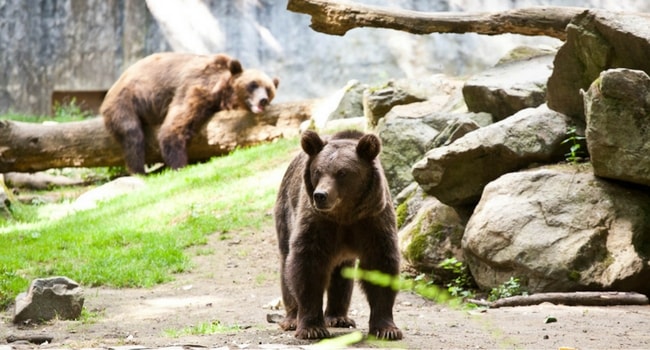 zoo-de-pescheray-sarthe-camping-car