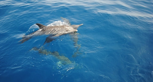 nager avec les dauphins camping-car