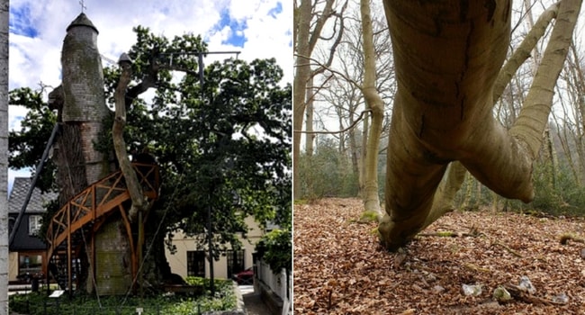 arbres-remarquables-boucles-de-la-seine