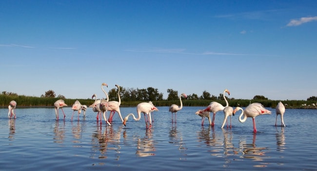 camargue-camping-car