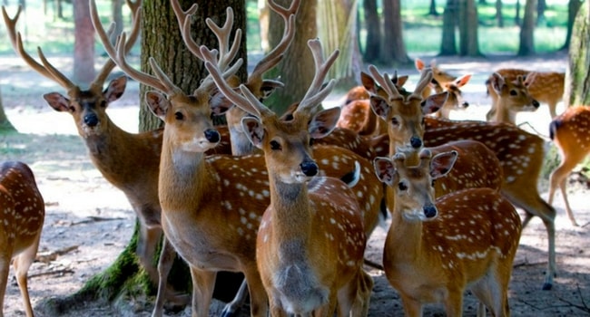 reserve-zoologique-haute-touche