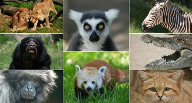 La tournée des zoos en camping-car_Jardin Zoologique de Lyon