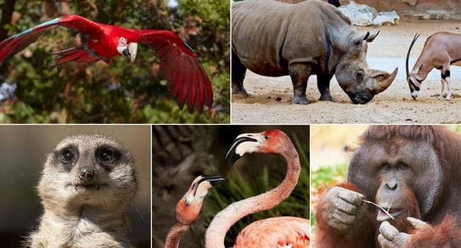 La tournée des zoos en camping-car_La Palmyre