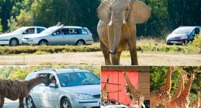 La tournée des zoos en camping-car_Planète Sauvage