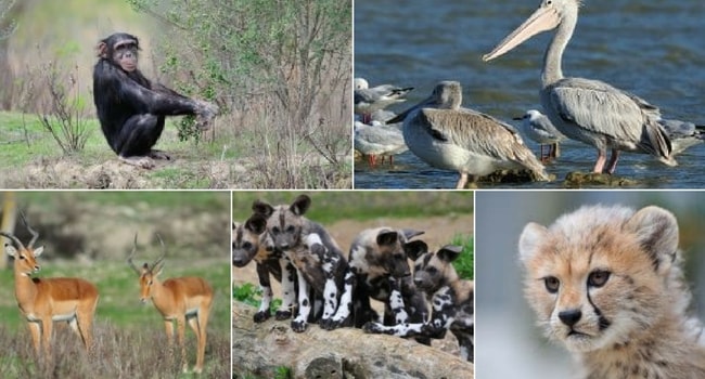 La tournée des zoos en camping-car_Réserve Africaine de Sigean