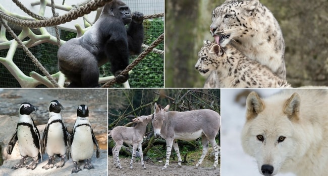 La tournée des zoos en camping-car_Zoo de Bâle