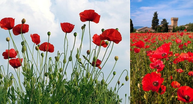 Roadtrip fleuri en camping-car_coquelicot