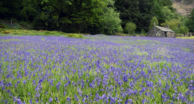 Roadtrip fleuri en camping-car_jacinthe des bois