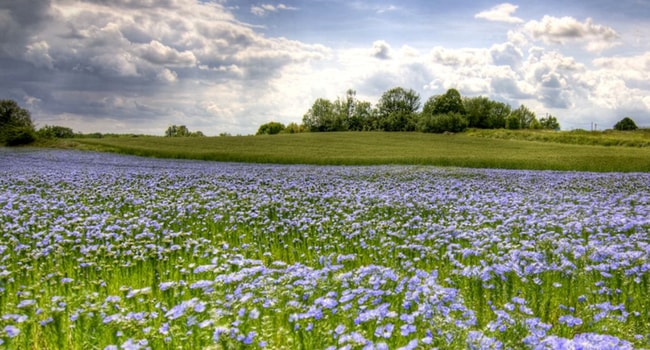 Roadtrip fleuri en camping-car_lin