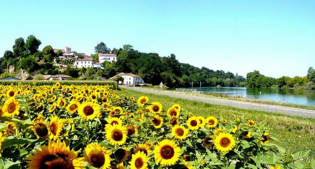 Roadtrip fleuri en camping-car_tournesol