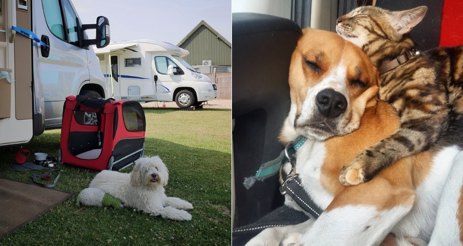 Été Sac Pour Animaux De Compagnie Siège De Voiture Pour - Temu Belgium