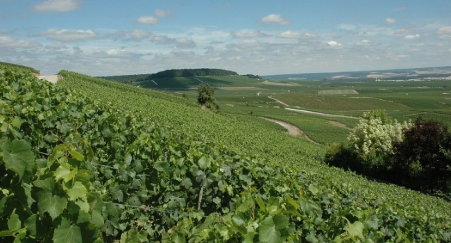 La Champagne-Ardenne en camping-car_Côte des Blancs