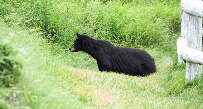 Le Canada en van vu par Des fenêtres sur le monde_Premier ours