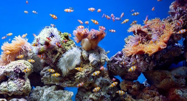 aquarium__golfe_du_morhiban