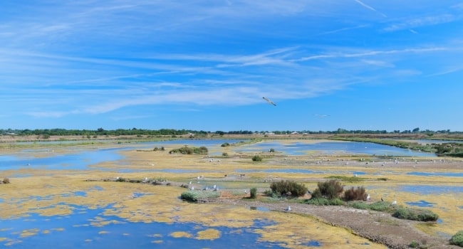 partir-en-mai-en-france_ile-de-re