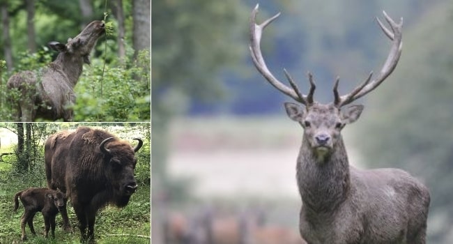 ou-partir-en-juin-en-france-parc -naturel-regional-de-la-foret-d-orient-espace-faune