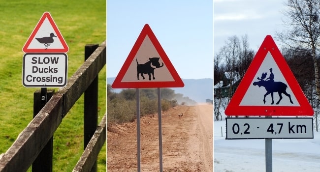 top-panneaux-insolites-apercus-sur-les-routes_attention-passages frequents-d-animaux-en-tous-genres