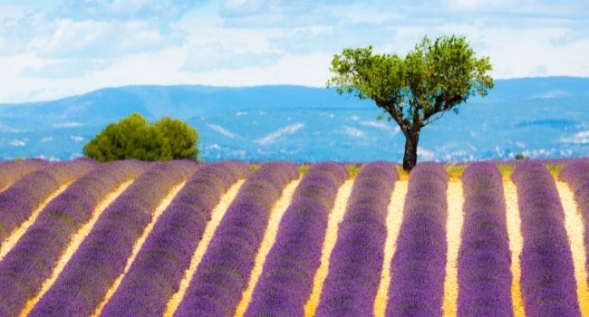 partir-en-juillet-en-france-plateau-de-valensole