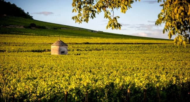 partir-en-aout-en-france_bourgogne-route-des-grands-crus-cote-de-beaune-cabotte