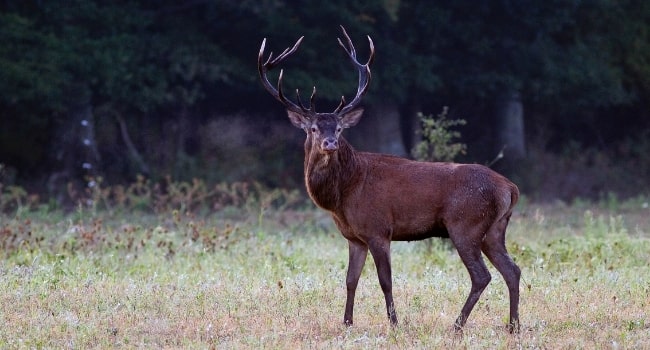 partir-en-aout-en-france_domaine-de-chambord-activites-cerf