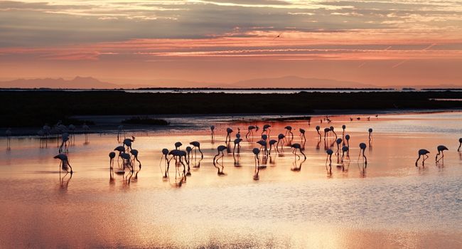 camargue 