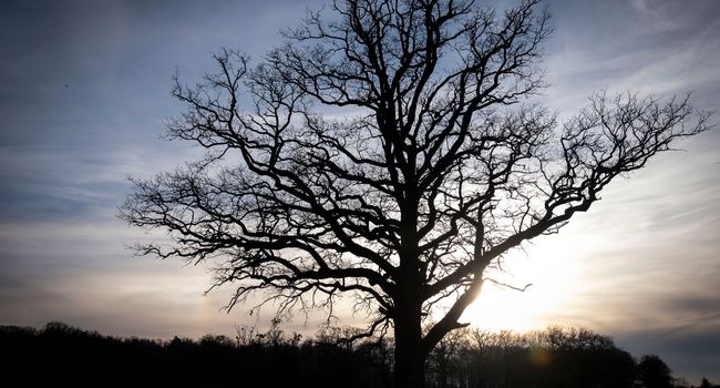 Balades_en_forêt_en_famille_tronçais