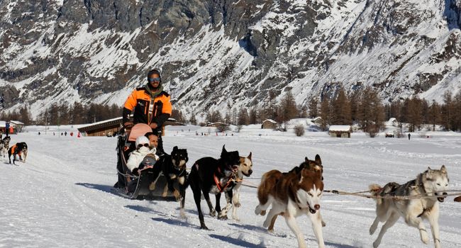 activités-famille-hiver-chien-traineau