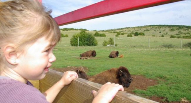 France-passion-enfants-ranch-bisons