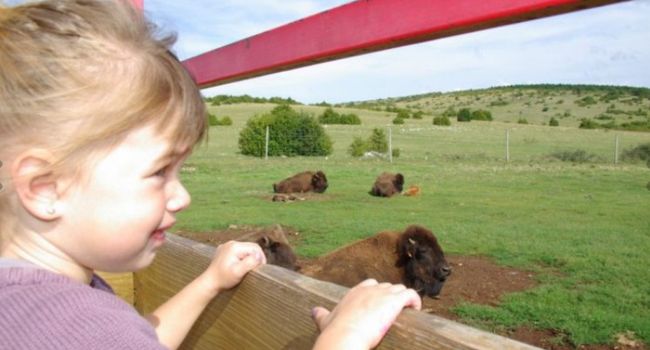 France-passion-enfants-ranch-bisons