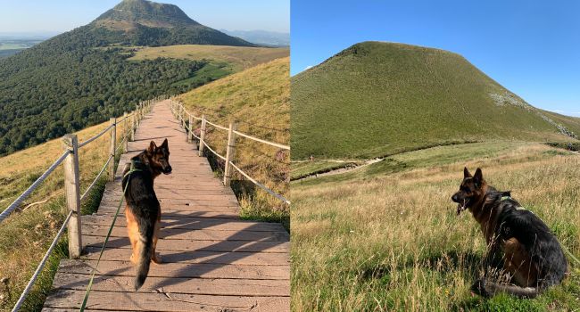 chien-volcan-auvergne