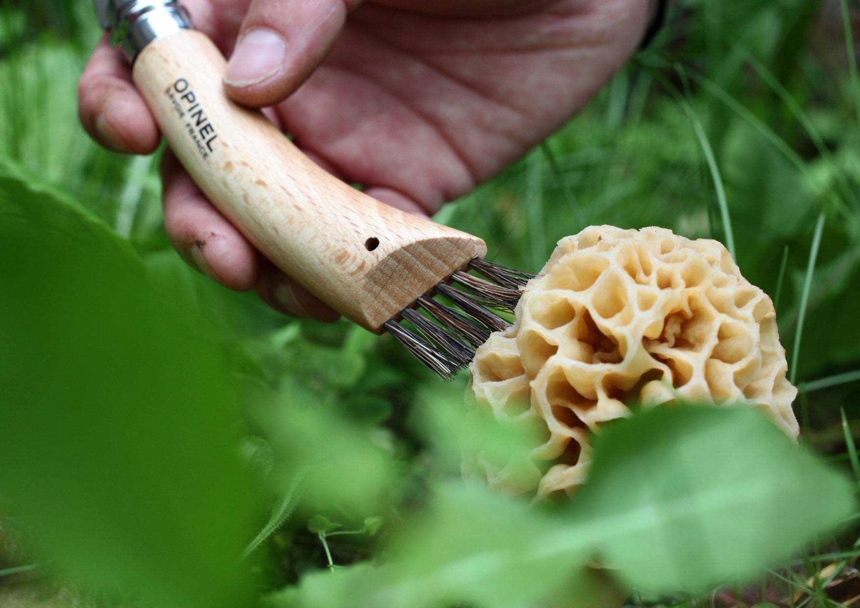 Couteau à champignon avec brosse coloris naturel n°8 Opinel : Coutellerie  outdoor OPINEL jardin - botanic®