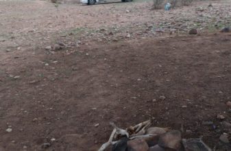 FIAT MC LOUIS MENFYS image