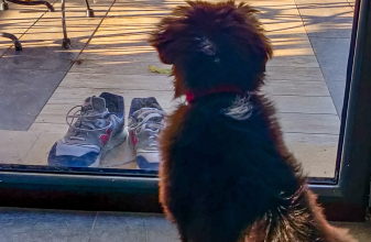 VOLKSWAGEN VOLKSWAGEN CALIFORNIA image