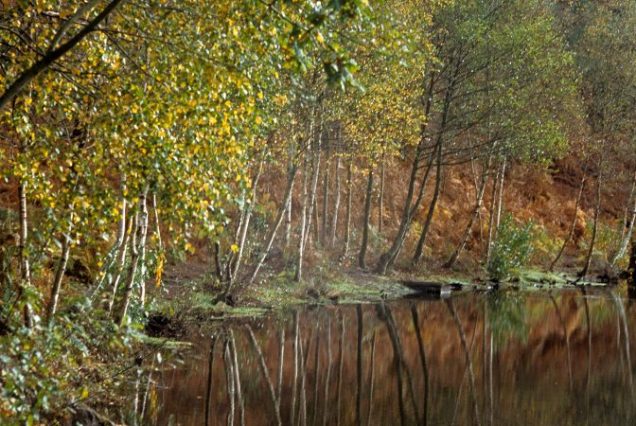 road-trip-bretagne-interieure-foret de paimpont